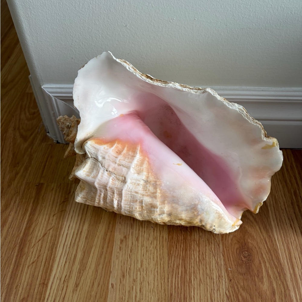 Large Queen Conch shell